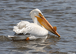 American White Pelican 28 - Pelecanus erythrorhynchos