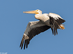American White Pelican 31 - Pelecanus erythrorhynchos