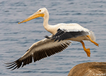 American White Pelican 32 - Pelecanus erythrorhynchos