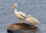 American White Pelican 33 - Pelecanus erythrorhynchos