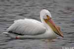 American White Pelican 3 - Pelecanus erythrorhynchos