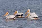 American White Pelican 4 - Pelecanus erythrorhynchos