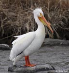 American White Pelican 6 - Pelecanus erythrorhynchos