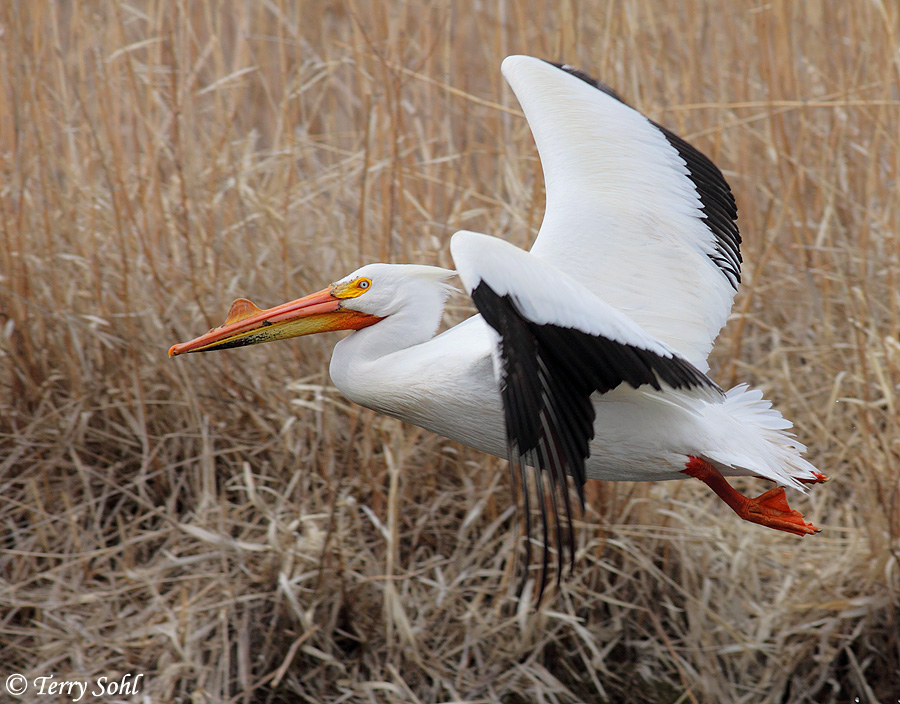 American White Pelican - Pelecanus erythrorhynchos - Favorite Photo