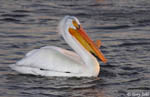 American White Pelican 9 - Pelecanus erythrorhynchos