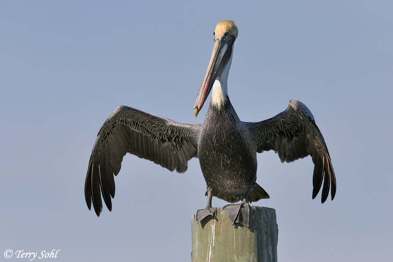 Pictures Of Brown Pelicans 87
