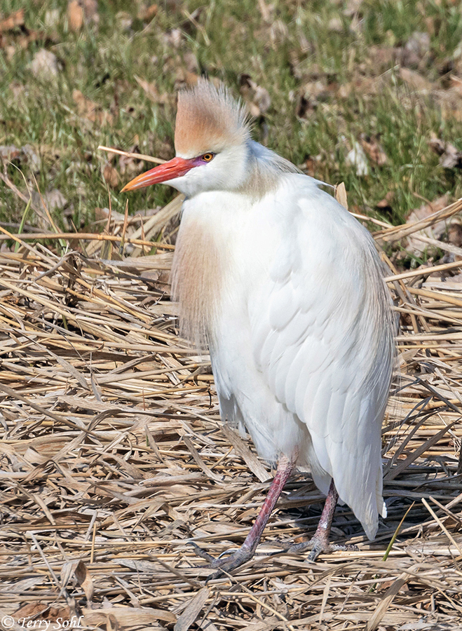 Cattle Egret - Bubulcus ibis