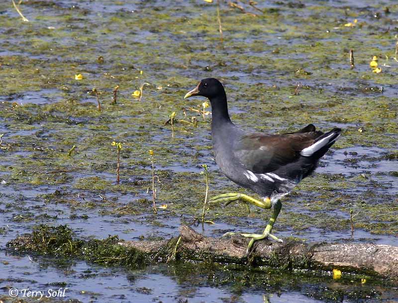 Common Moorhen - Gallinula chloropus