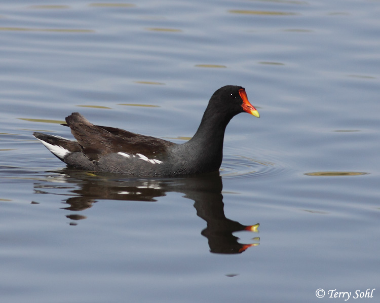 Common Moorhen - Gallinula chloropus