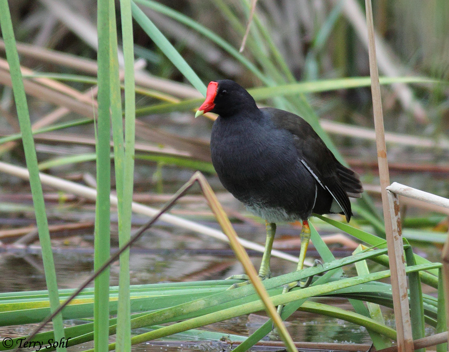 Common Moorhen - Gallinula chloropus