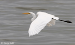 Great Egret 11 - Ardea alba