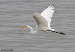 Great Egret 12 - Ardea alba
