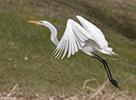 Great Egret 18 - Ardea alba