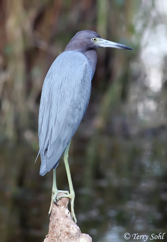 Little Blue Heron - Egretta caerulea