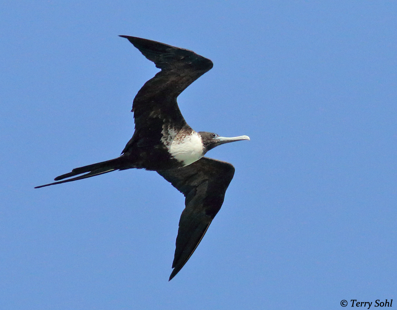 Magnificent Frigatebird - Fregata magnificens