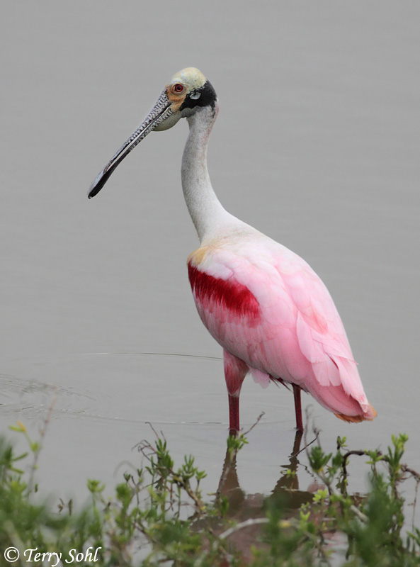 Roseate Spoonbill - Platalea ajaja