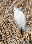 Snowy Egret 15 - Egretta thula