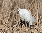 Snowy Egret 16 - Egretta thula