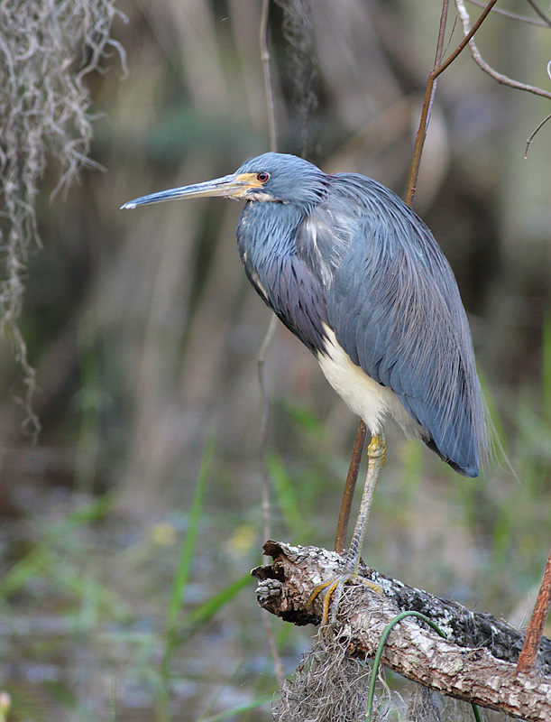 Tricolored Heron - Egretta tricolor