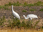 Whooping Crane 10 - Grus americana