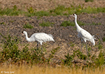 Whooping Crane 11 - Grus americana
