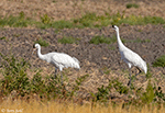 Whooping Crane 12 - Grus americana
