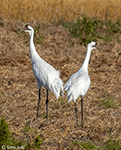 Whooping Crane 9 - Grus americana