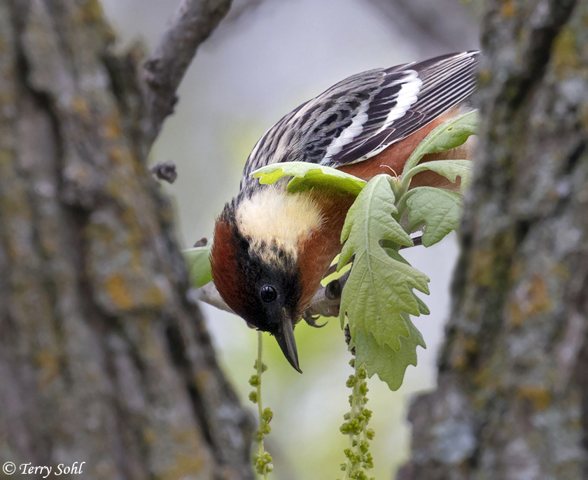 Bay-breasted Warbler - Setophaga castanea