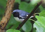 Black-throated Blue Warbler 2 - Setophaga caerulescens