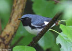 Black-throated Blue Warbler 3 - Setophaga caerulescens