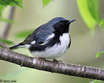 Black-throated Blue Warbler 6 - Setophaga caerulescens