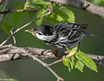 Blackpoll Warbler 8 - Setophaga striata