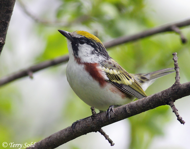 Chestnut-sided Warbler - Beaver Creek Nature Area