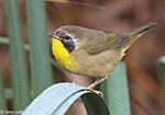 Common Yellowthroat 25 - Geothlypis trichas