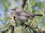 Lucy's Warbler - Oreothlypis luciae