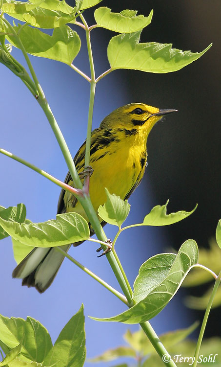 Prairie Warbler - Setophaga discolor