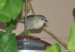 Tennessee Warbler - Vermivora peregrina