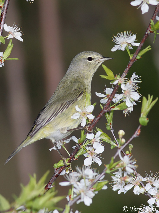 Tennessee Warbler - Vermivora peregrina