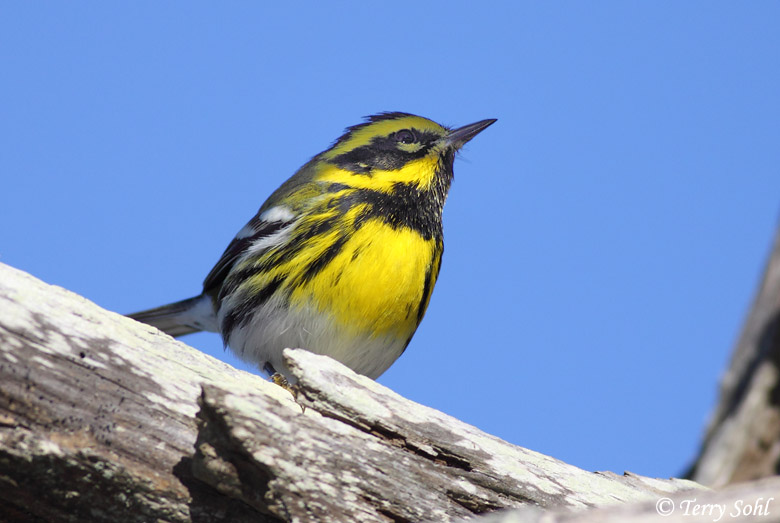 Townsend's Warbler - Setophaga townsendi