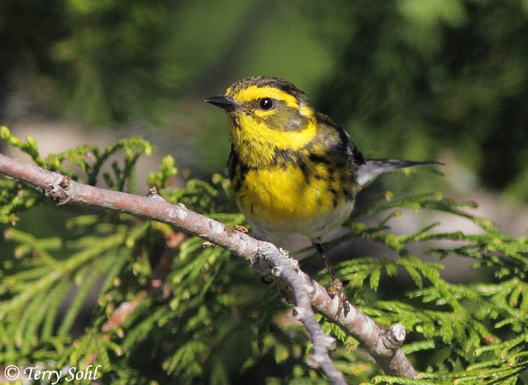 Townsend's Warbler - Setophaga townsendi