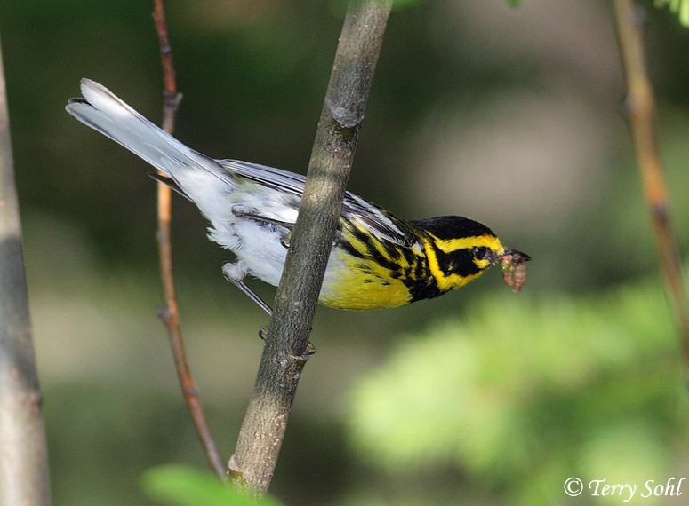 Townsend's Warbler - Setophaga townsendi