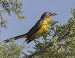 Yellow-breasted Chat 9 - Icteria virens