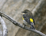 Yellow-rumped Warbler 3 - Setophaga coronata