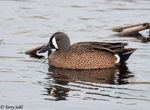 Blue-winged Teal 10 - Spatula discors