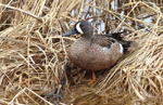 Blue-winged Teal 15 - Spatula discors