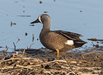 Blue-winged Teal 18 - Spatula discors