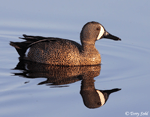 Blue-winged Teal 1 - Spatula discors