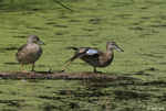 Blue-winged Teal 4 - Spatula discors