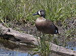 Blue-winged Teal 6 - Spatula discors