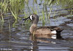 Blue-winged Teal 7 - Spatula discors